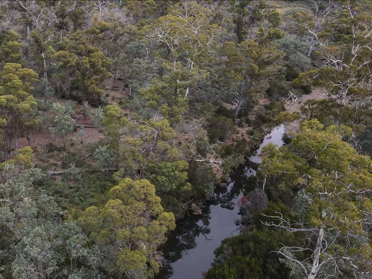 4-Seriously-Series-Dense-Tasmania-Bush-Forest-Swanston-Track